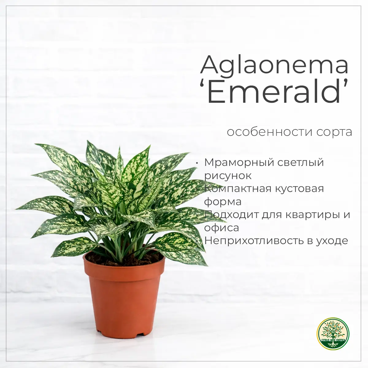 Aglaonema Emerald зелёные листья