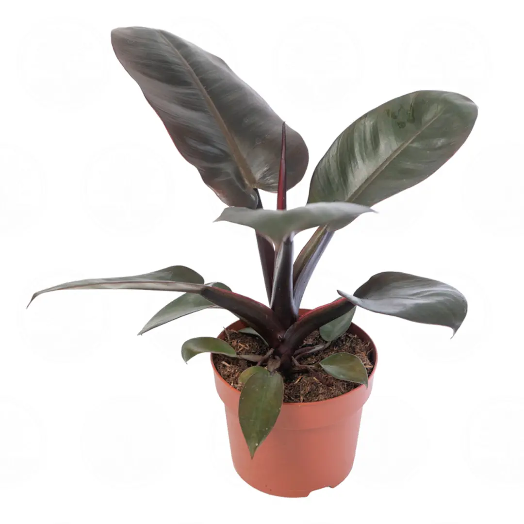 Филодендрон Блэк Кардинал / Philodendron Black Cardinal купить