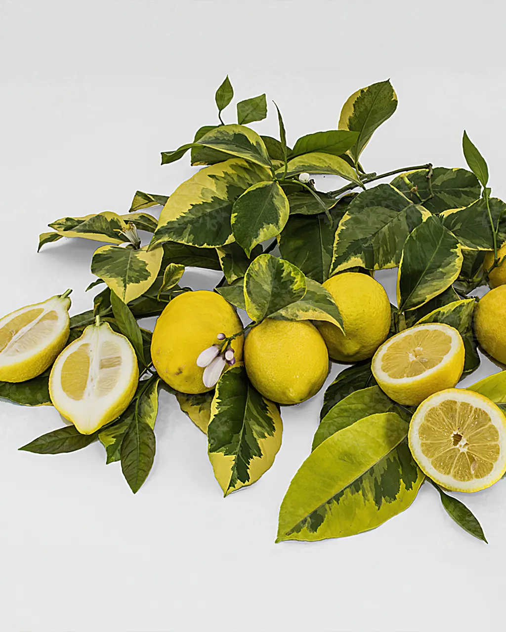 Лимон Джало вариегатный / Lemon Giallo — цитрусовое растение, детальное фото
