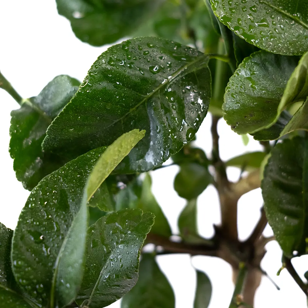 Цитрон Пиретто / Citrus medica Piretto — цитрусовое растение, детальное фото
