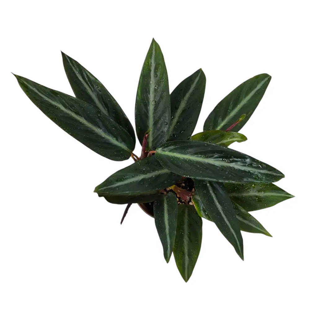 Строманта sanguinea купить