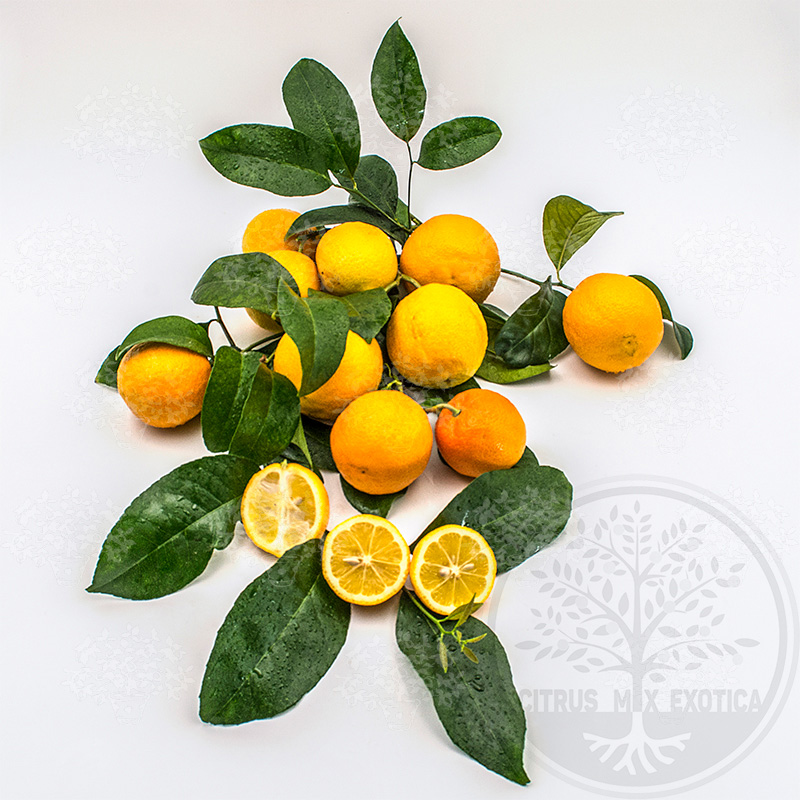 Лимон Волкамериана / Lemon Volkameriana — цитрусовое растение, детальное фото
