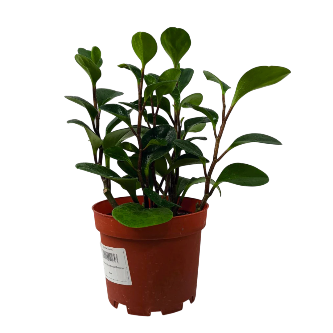 Пеперомия обтусифолия / Peperomia Obtusifolia купить