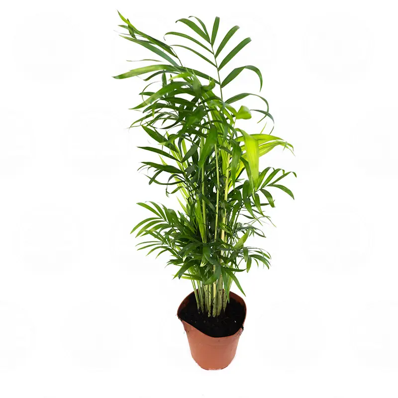 Хамедорея Элеганс / Chamaedorea Elegans купить