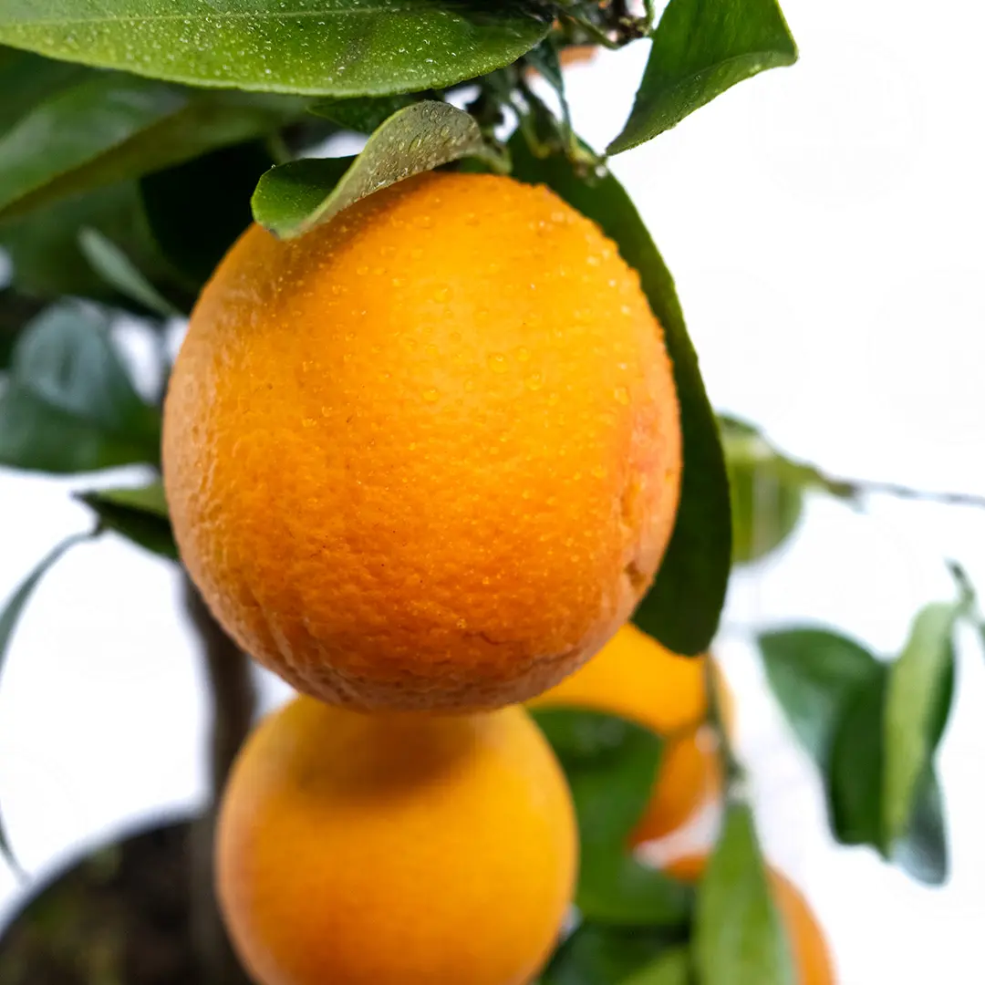 Апельсин Фрагола / Orange Fragola — цитрусовое растение, детальное фото

