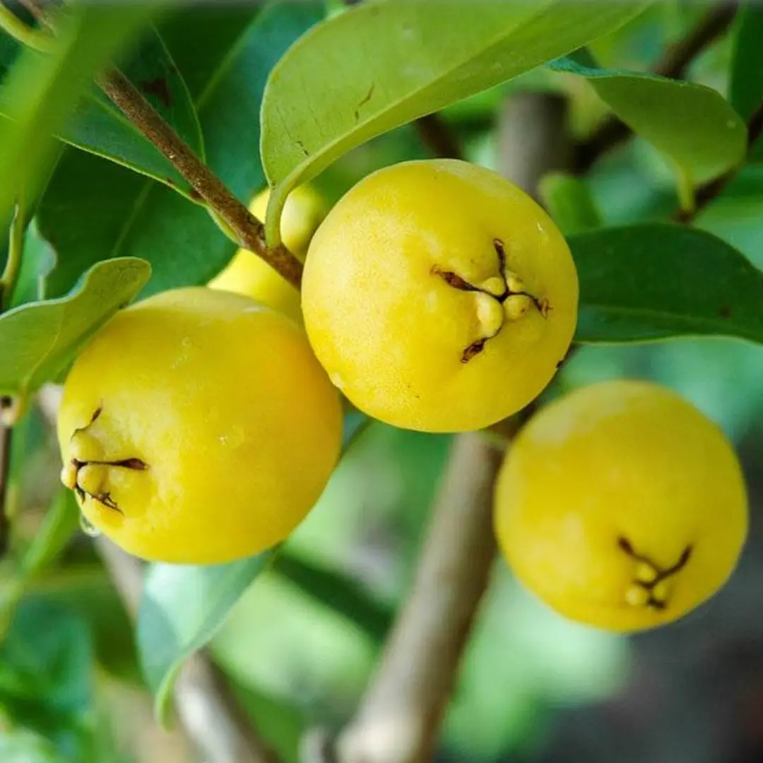 Гуава Лимонная / Psidium Lemon