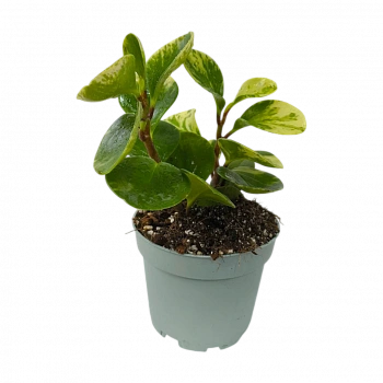 Пеперомия "Марбл" / Peperomia obtusifolia "Marble"