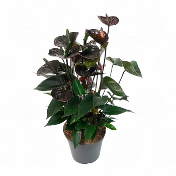 Антуриум Блэк Лав / Anthurium BLACK LOVE