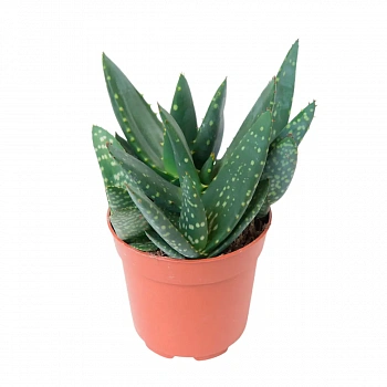 Алоэ Vera Paradisicum