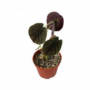 Алоказия Купера Ред Секрет / Alocasia Cuprea Red Secret