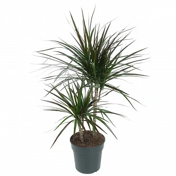 Драцена Маргината окаймленная /Dracaena Marginata 30-10
