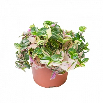 Традесканция  квадриколор / Tradescantia fluminensis Quadricolor