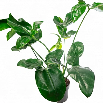 Филодендрон 'Green Wonder'