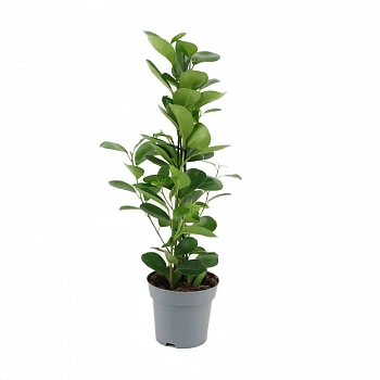 Фикус microcarpa "Moclame"