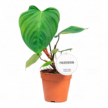 Филодендрон nangaritense 'Fuzzy Petiole'
