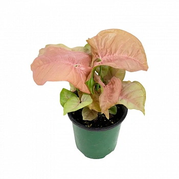 Сингониум розовый / Syngonium podophyllum Pink
