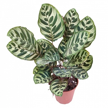 Калатея Макояна/ Calathea Makoyana