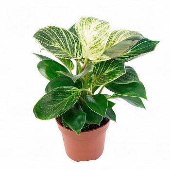 Филодендрон Вайт Вейв / Philodendron White Wave
