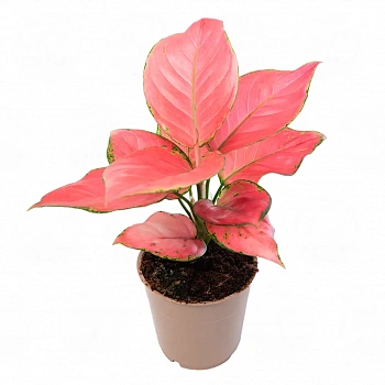 Аглаонема "Pink Star"