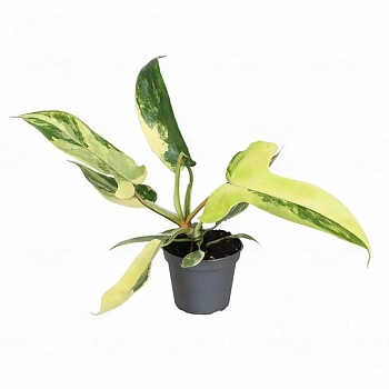 Филодендрон FLORIDA BEAUTY