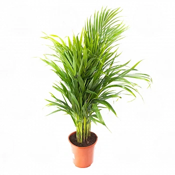 Арековая пальма (Dypsis lutescens) купить
