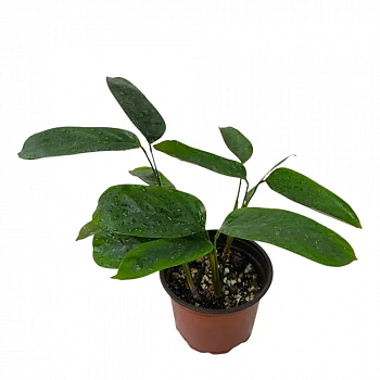 Ктенанта setosa "Green Flag"