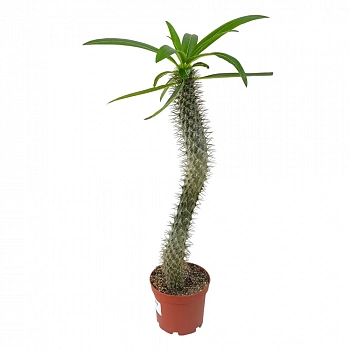 Пахиподиум / Pachypodium  Lamerei