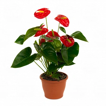 Антуриум Роял Чампион / Anthurium ROYAL CHAMPION