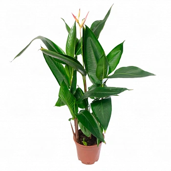 Геликония Гаваи / Heliconia Hawaï
