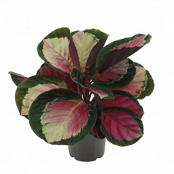 Калатея Розеопикта Рози, Роуз Ред / Calathea Roseopicta Rosy