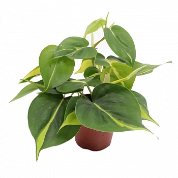Филодендрон scandens "Brasil"