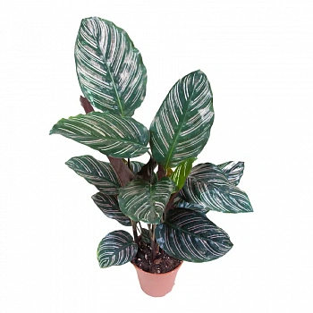 Калатея Сандериана Орната/ Calathea sanderiana, Ornata
