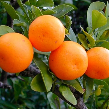 Мандарин Кинноу / Mandarin Kinnow — цитрусовое растение, фото
