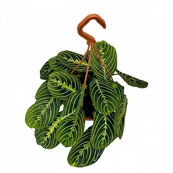Маранта Лемон Лайм / Maranta leuconeura Lemon Lime