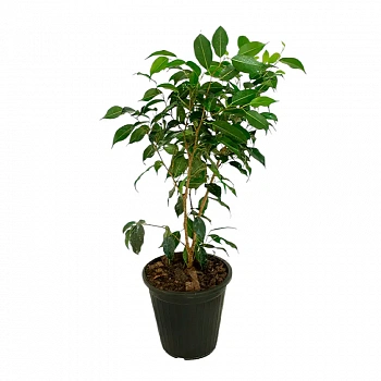 Фикус benjamina "Green"