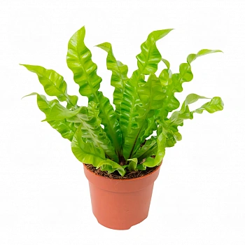 Асплениум Криспи Вейв / Asplenium Nidus Crispy Wave