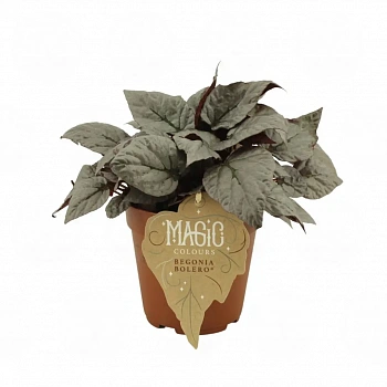 Бегония MAGIC COLOURS BOLERO