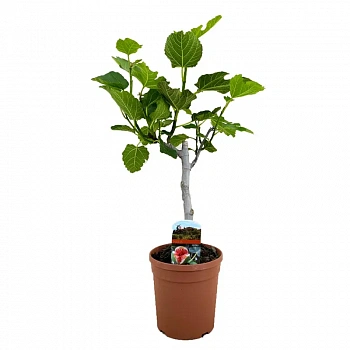 Инжир / Ficus Carica