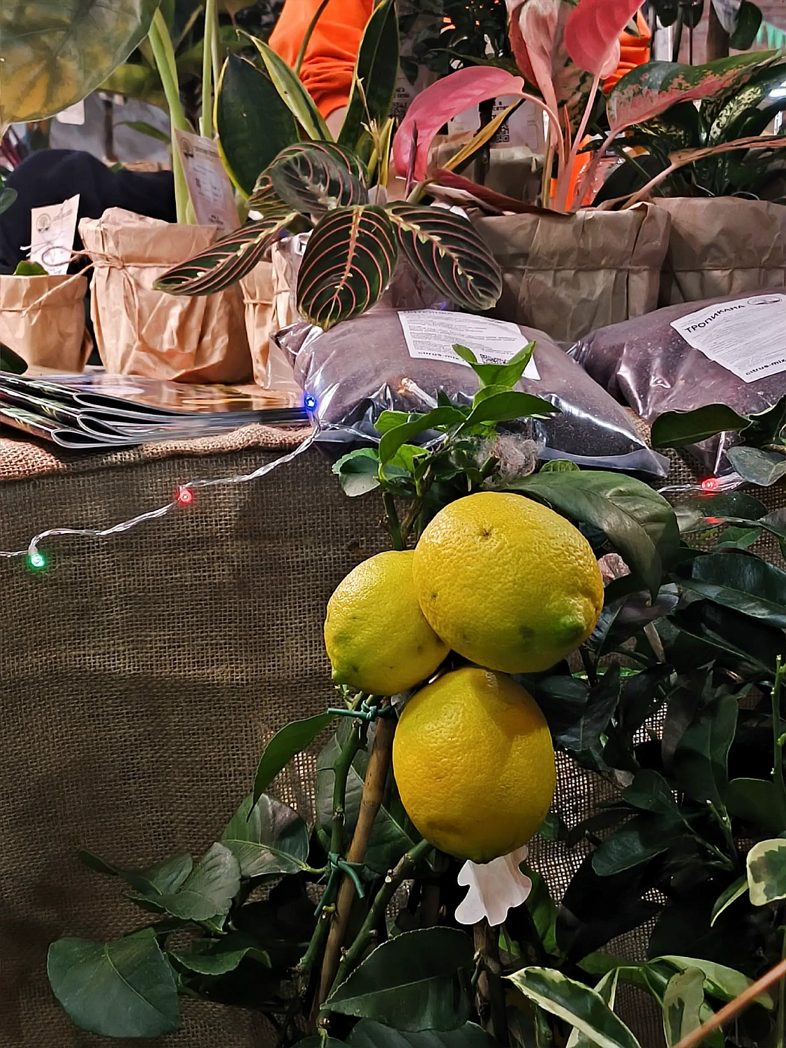 Цитрус Микс Экзотика на URBAN JUNGLE FEST в Санкт-Петербурге