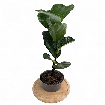 Фикус лировидный "Бамбино" / Ficus lyrata "Bambino"