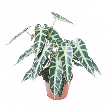 Алоказия Бамбино / Alocasia Bambino/Arrow