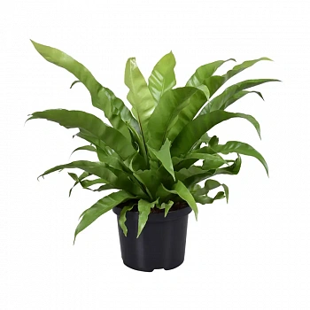 Асплениум/ Asplenium Antiquum