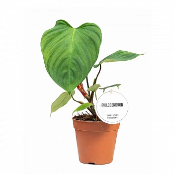 Филодендрон "Fuzzyy Petiole"