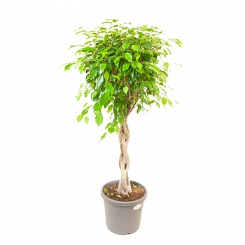 Фикус benjamina "Exotica" пирамид.