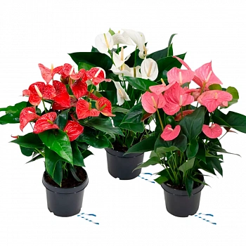 Антуриум Андреанум микс 4 / Anthurium Andreanum mix 4 Kl