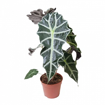 Алоказия Полли / Alocasia amazonica Polly