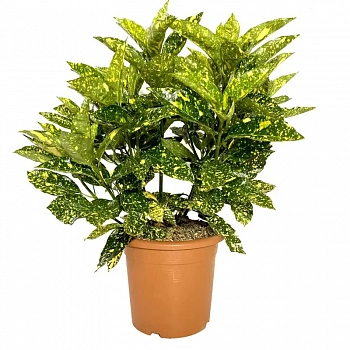 Аукуба японская Кротонифолия/ Aucuba japonica Crotonifolia