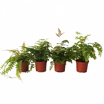 Адиантум радианум Fragrans / "Венерин волос"/Adiantum raddianum Fragrans