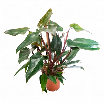 Филодендрон краснеющий / Philodendron erubescens