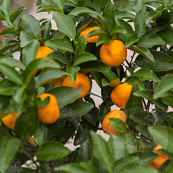 Мандарин Блида / Mandarin Blida — цитрусовое растение, фото
